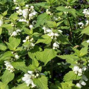 Flere Døvnælde planter med flotte hvide blomster