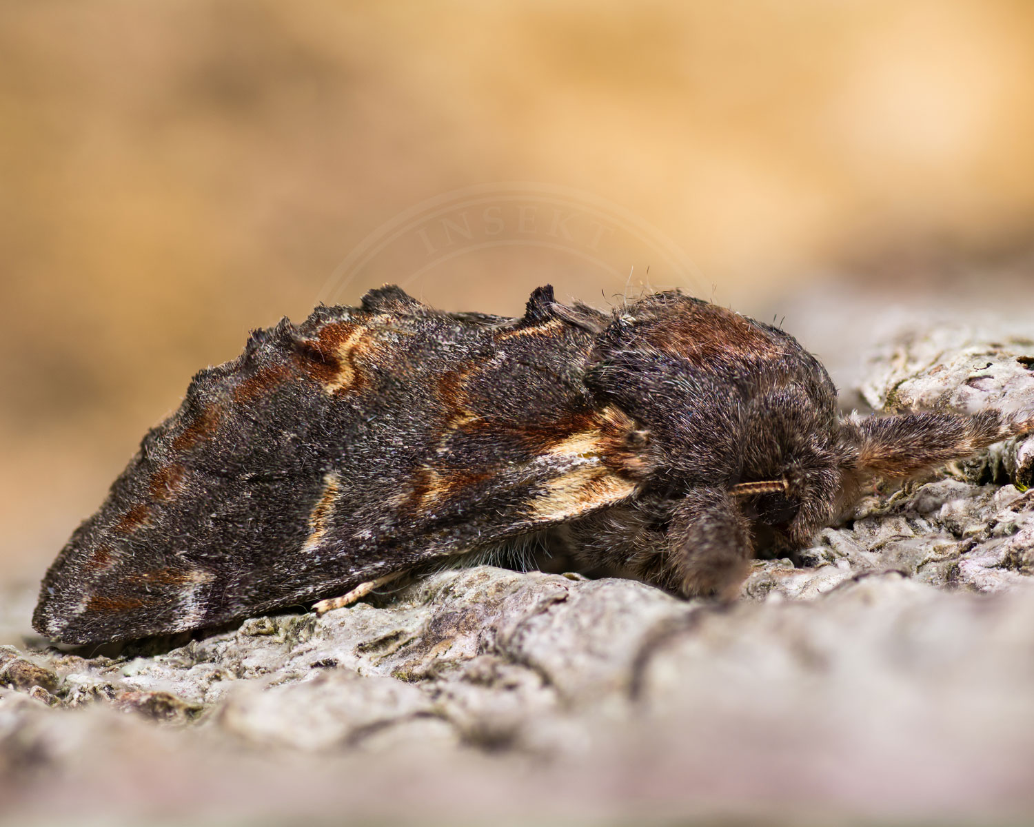 Dromedarspinder sidder på bark