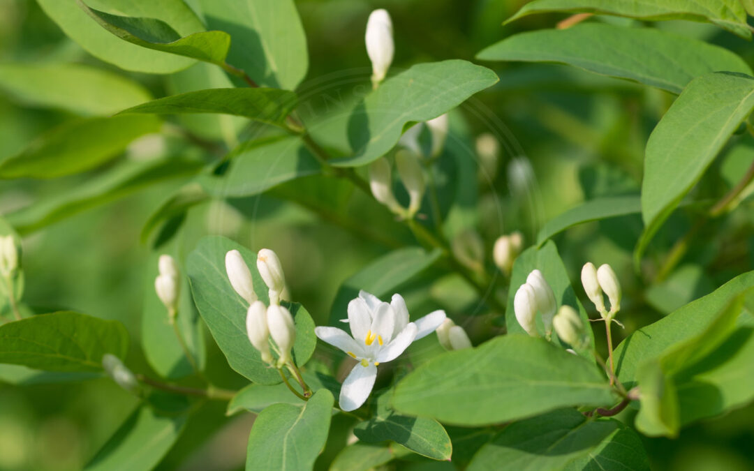 Abia mutica