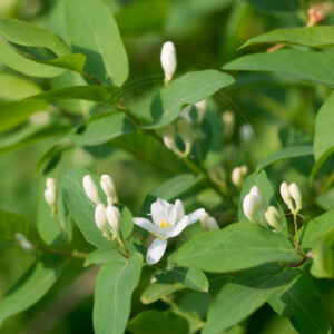 Dunet Gedeblad grene med blomster