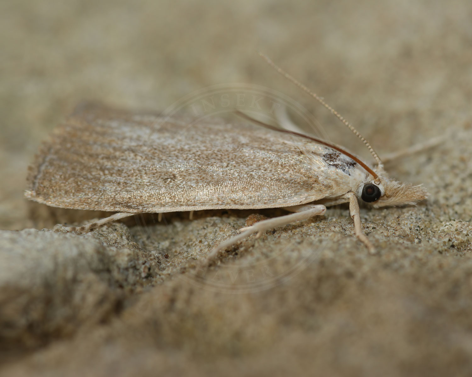 Dunhammerhalvmøl sidder på bark