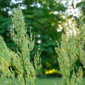 Store Dusk-Syre planter