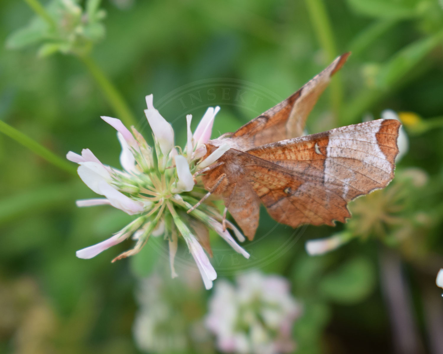 Ege-Månemåler sidder på kløverblomst