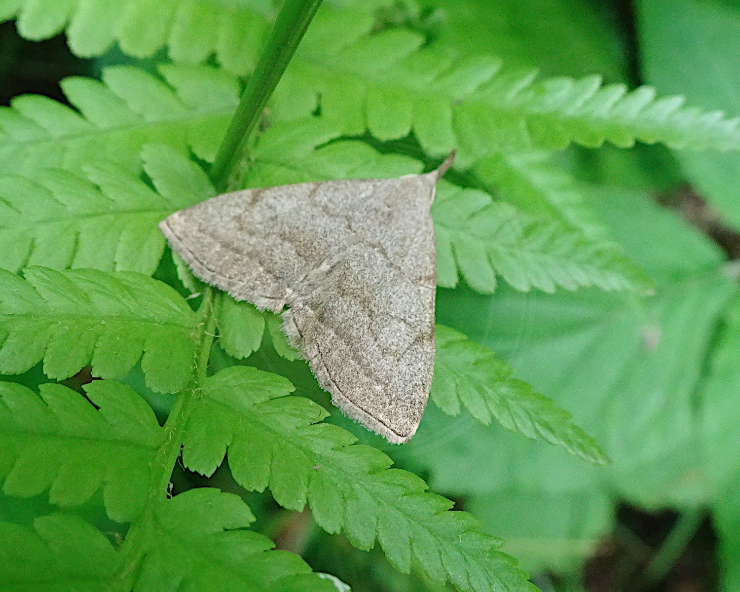 Ege-Snudeugle sidder på grønne blade