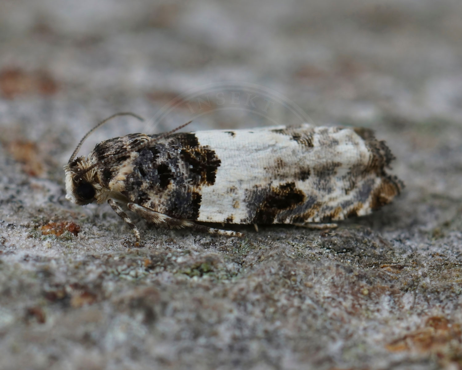 Egebladvikler sidder på bark