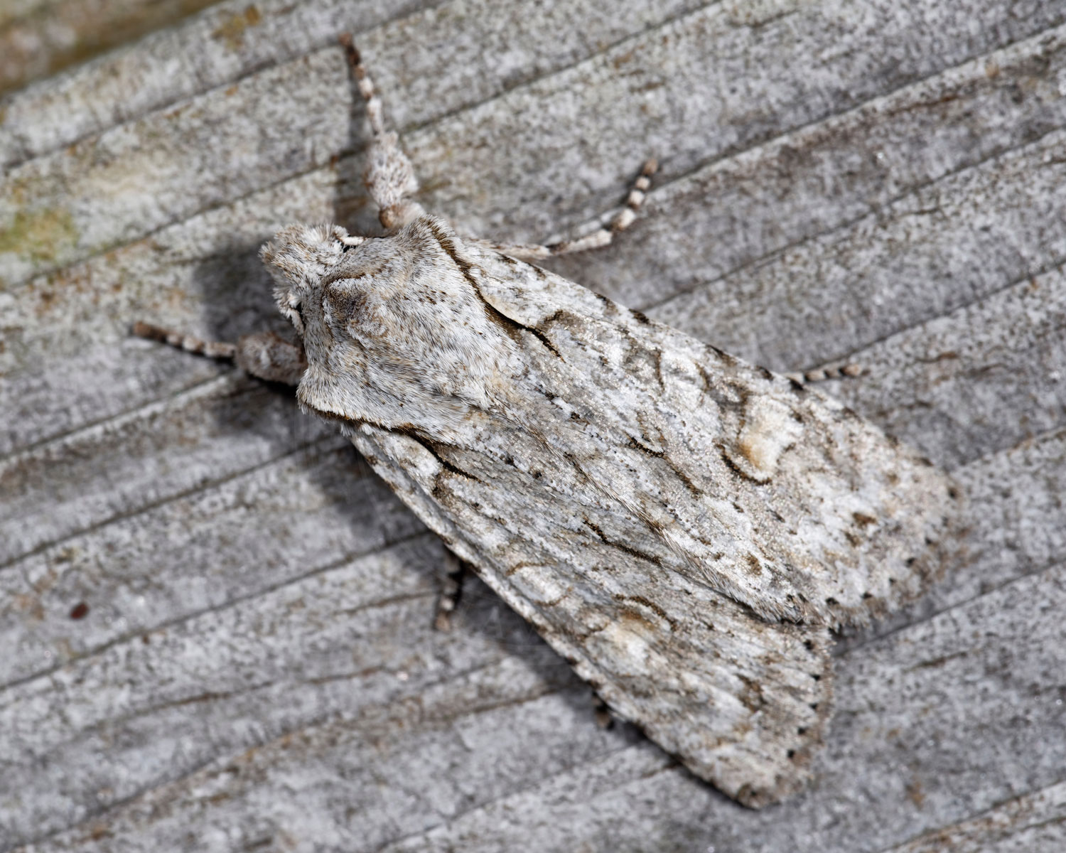 Egeknopugle sidder på træoverflade