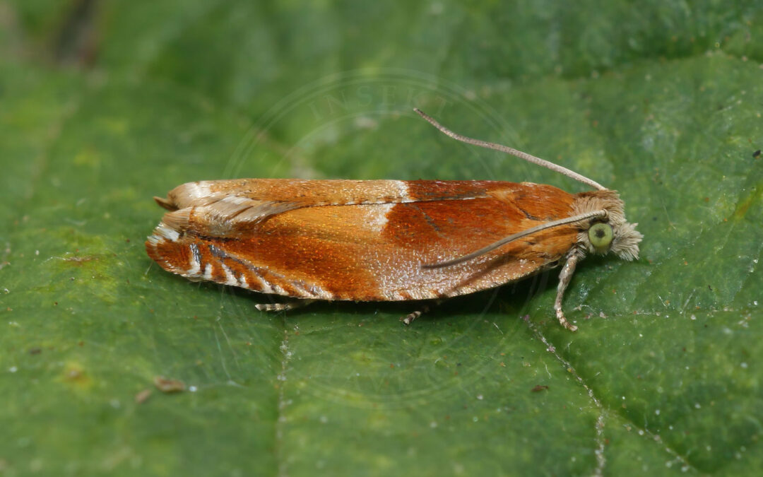 Egeseglvikler – Ancylis mitterbacheriana
