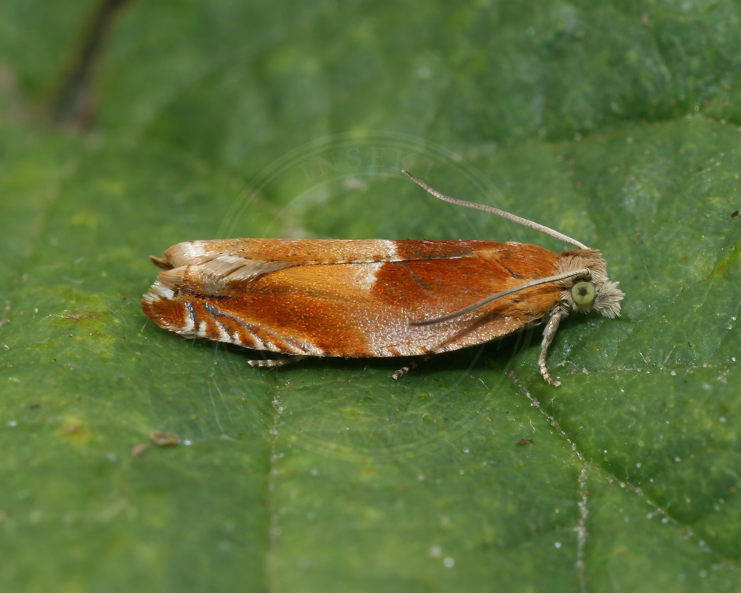 Egeseglvikler sidder på grønt blad