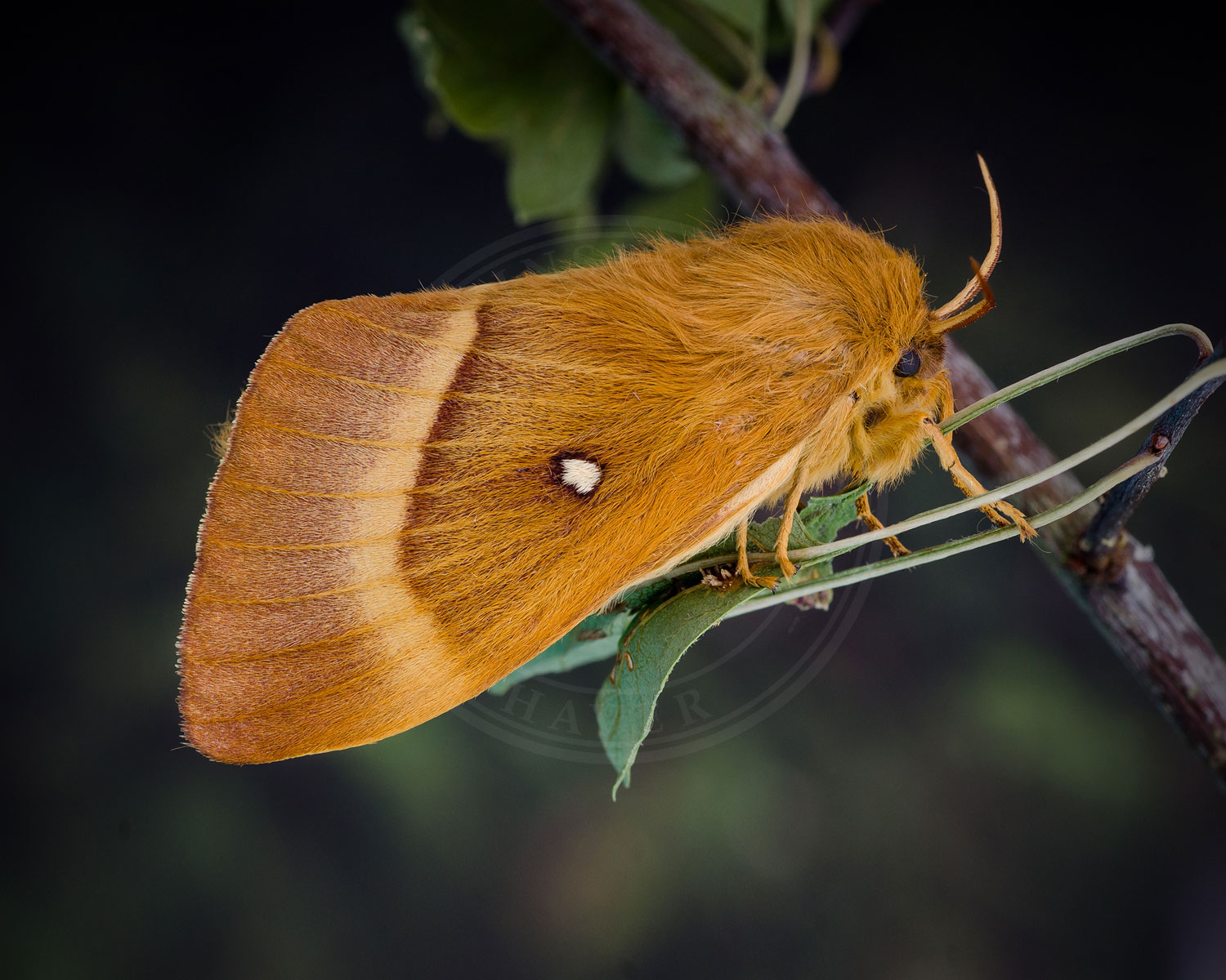 Egespinder sidder på kvist