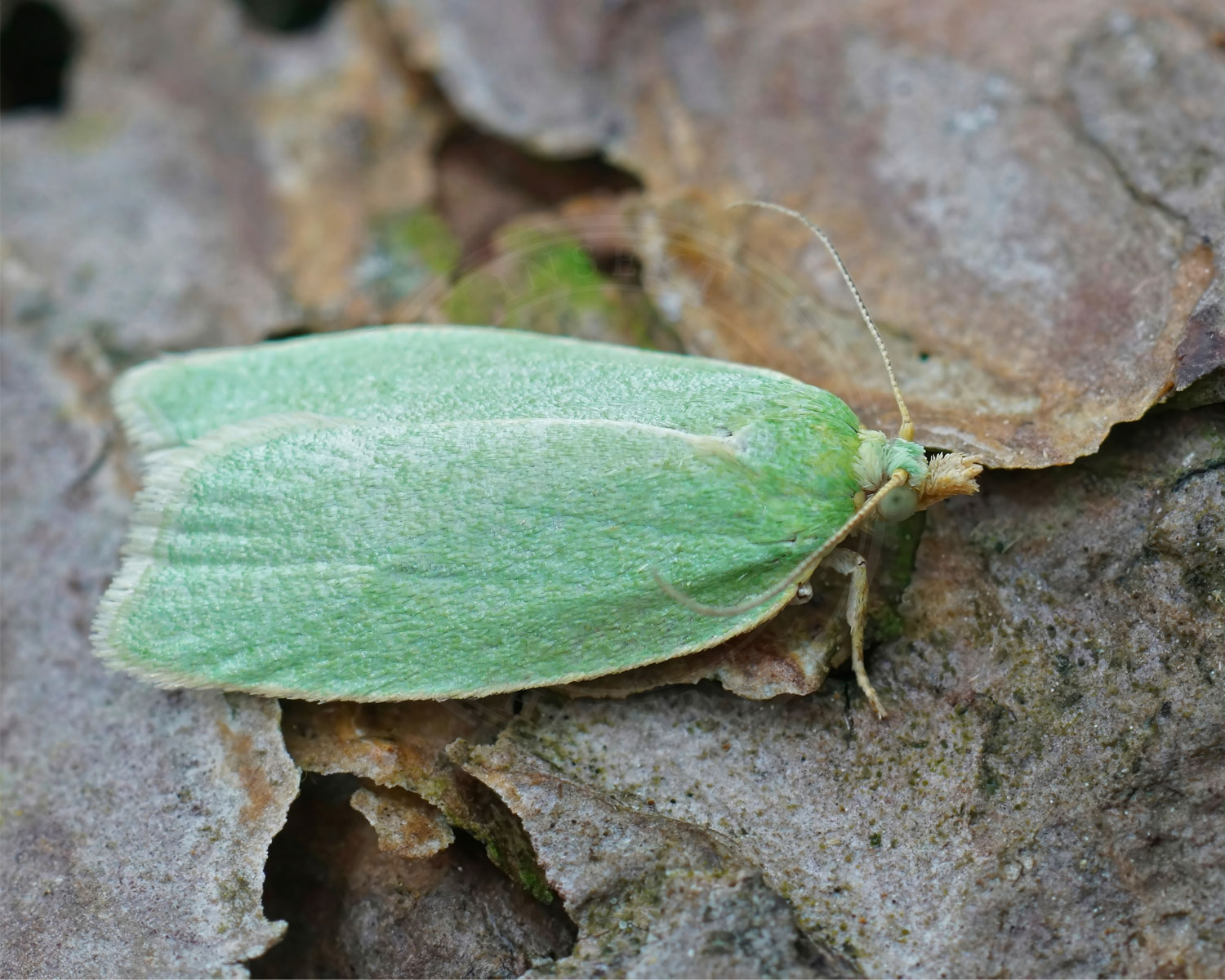 Grønne Egevikler sidder mellem brune blade