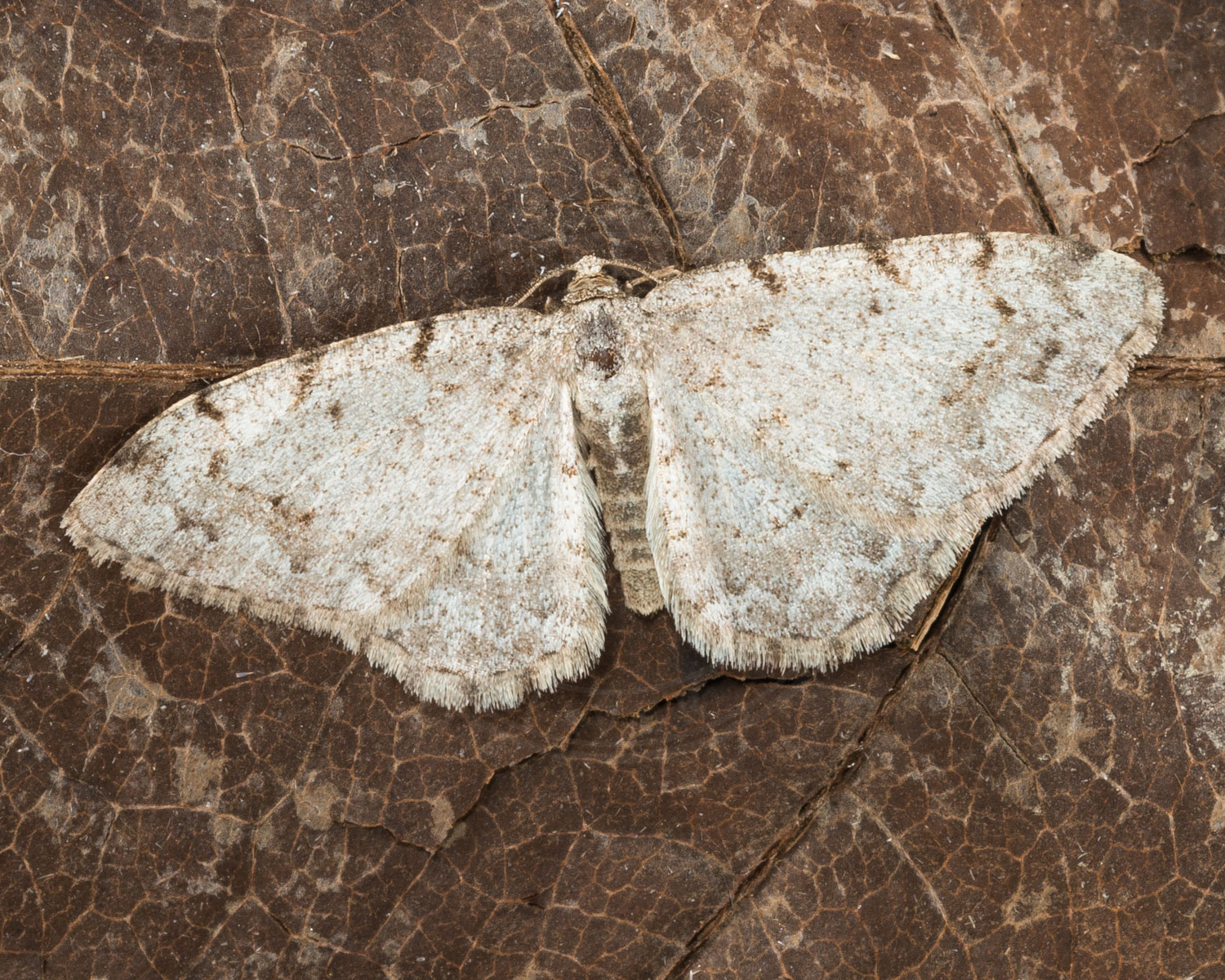 Elle-Barkmåler sidder på brune blade