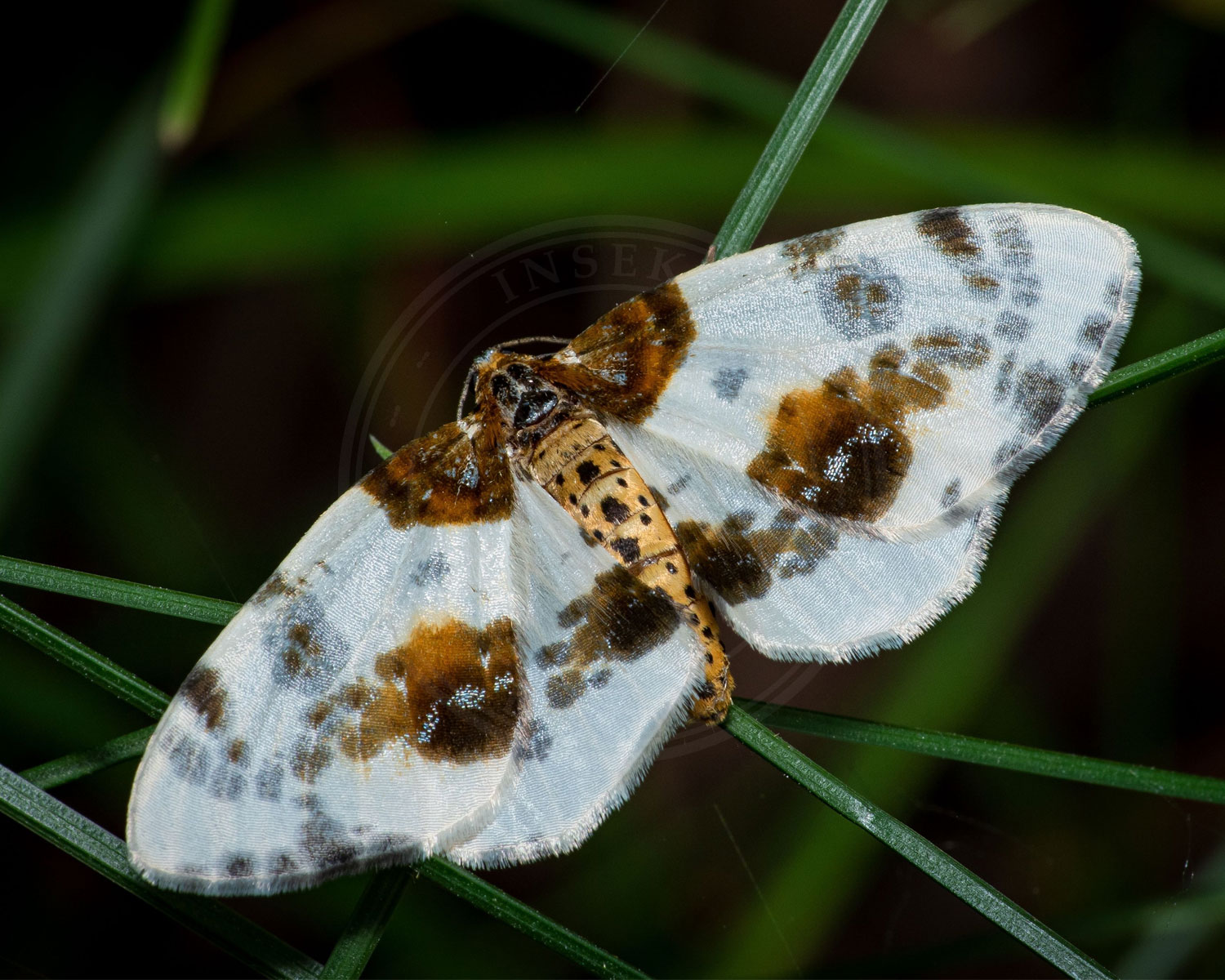 Elmemåler i de flotte hvide og brune nuancer sidder på nogle græsstrå