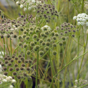 Eng-klaseskærm plante med både knopper og blomster