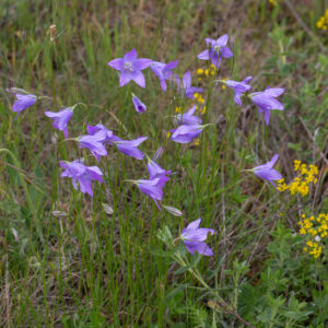 Eng-Klokke står sammen med andre blomster på eng