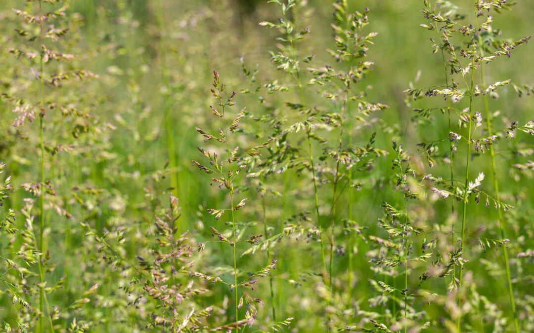 Xanthodelphax flaveolus