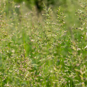 Eng-Rapgræs står på eng