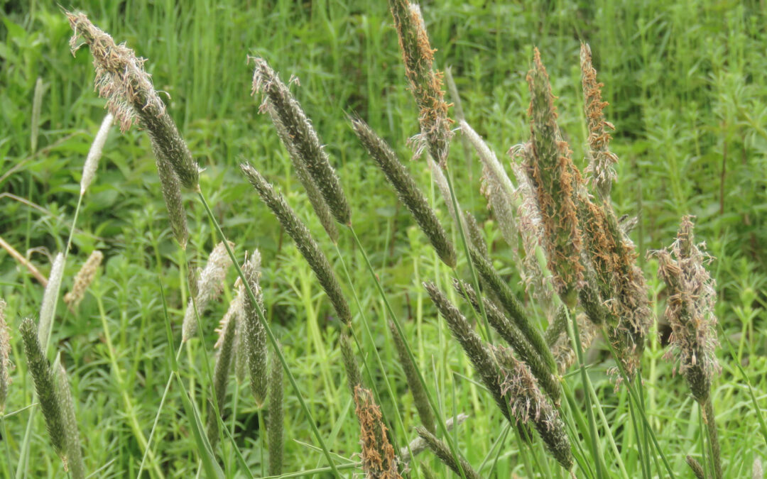 Agromyza albipennis