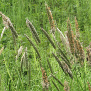 Eng-Rottehale står sammen med blandet græs