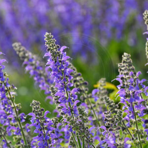 Stort areal med Eng-Salvie