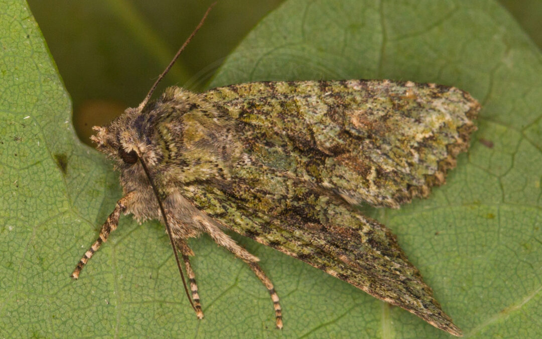 Eremitugle Dryobotodes eremita