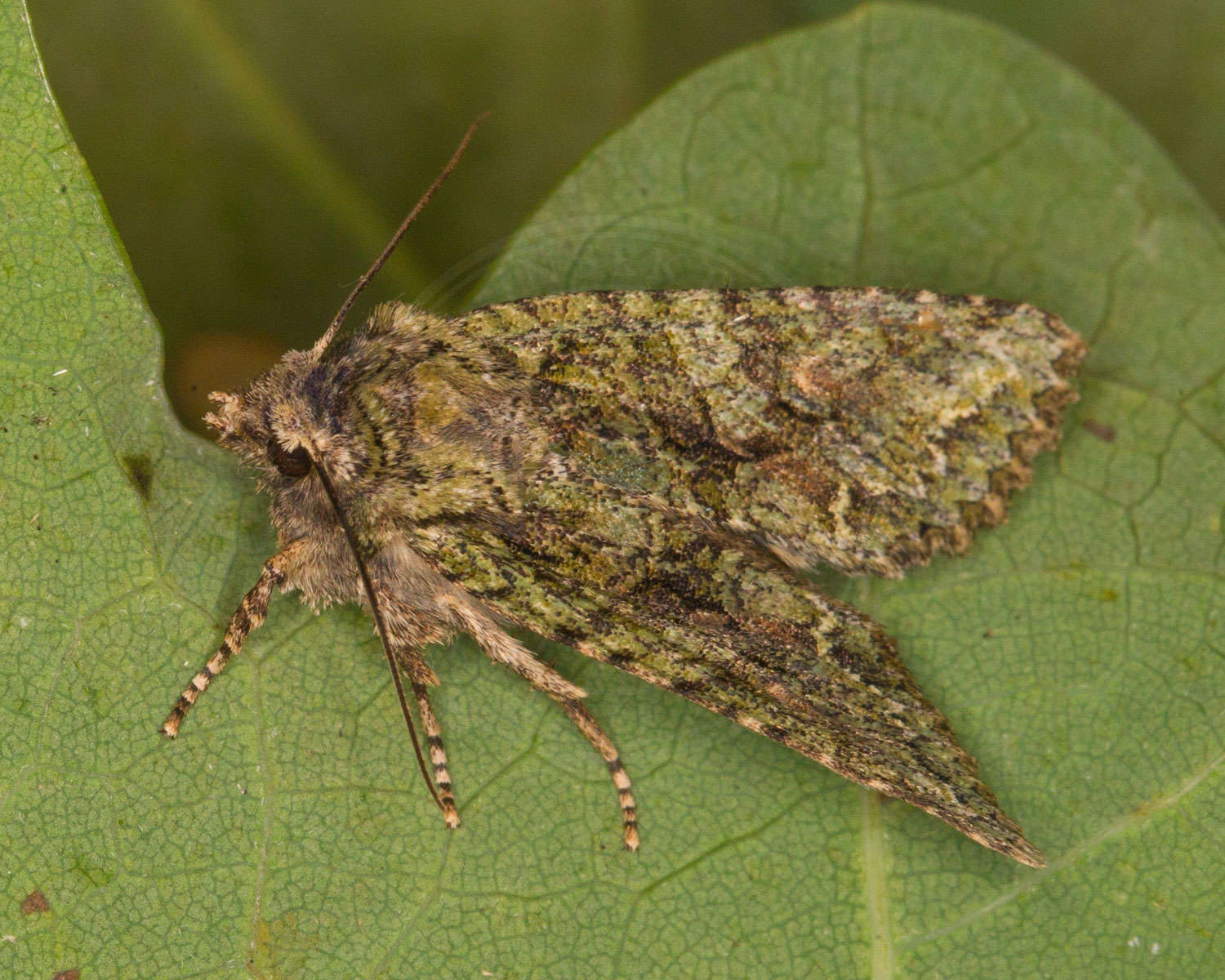 Eremitugle sidder på grønne blade