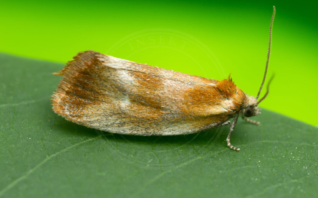 Eulia ministrana Eulia ministrana