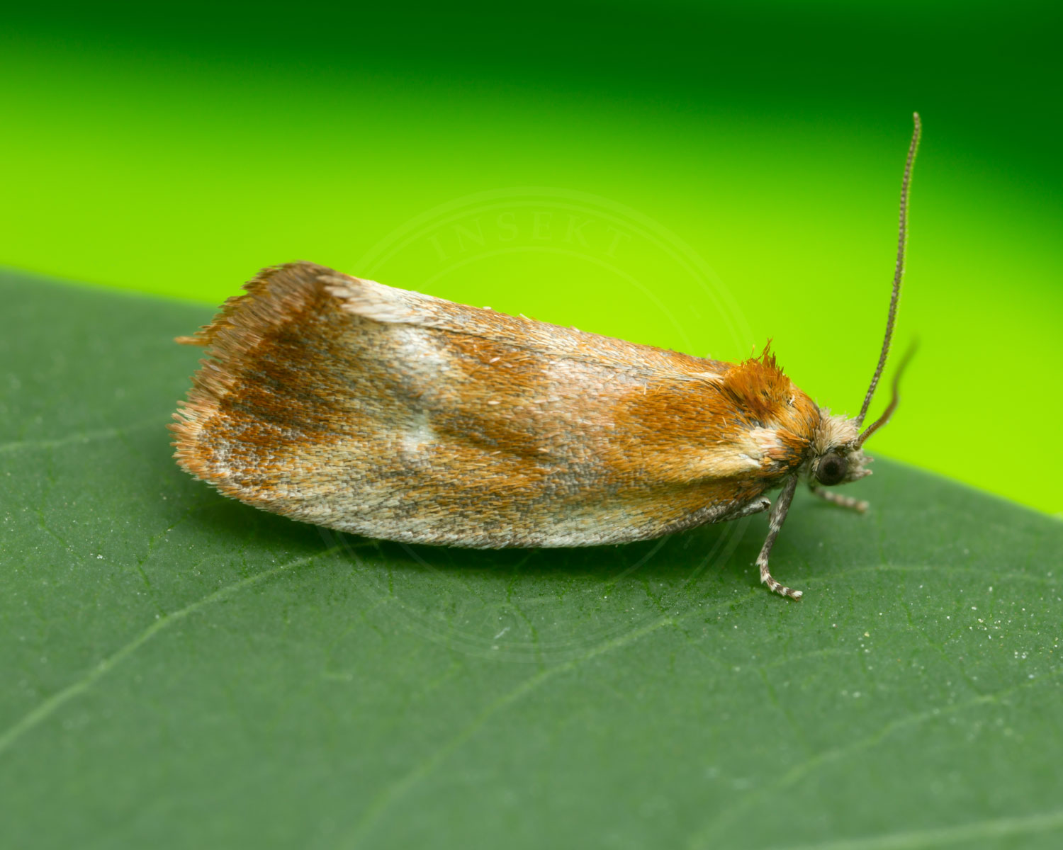 Eulia ministrana sidder på grønt blad