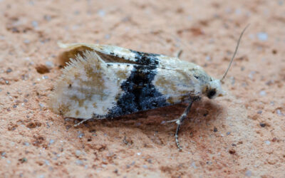 Eupoecilia ambiguella Eupoecilia ambiguella