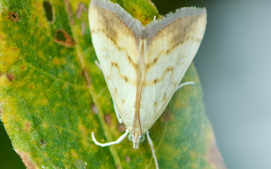 Evergestis extimalis sidder på grønt blad