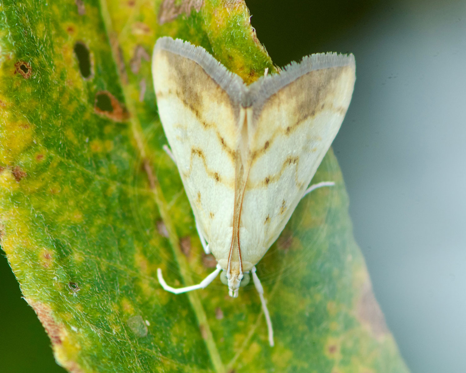 Evergestis extimalis sidder på grønt blad