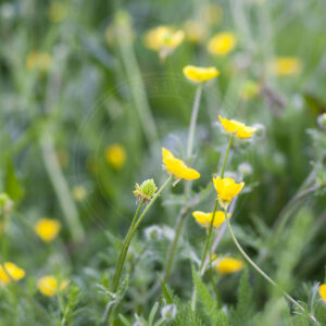 Feber-Nellikerod med fine gule blomster