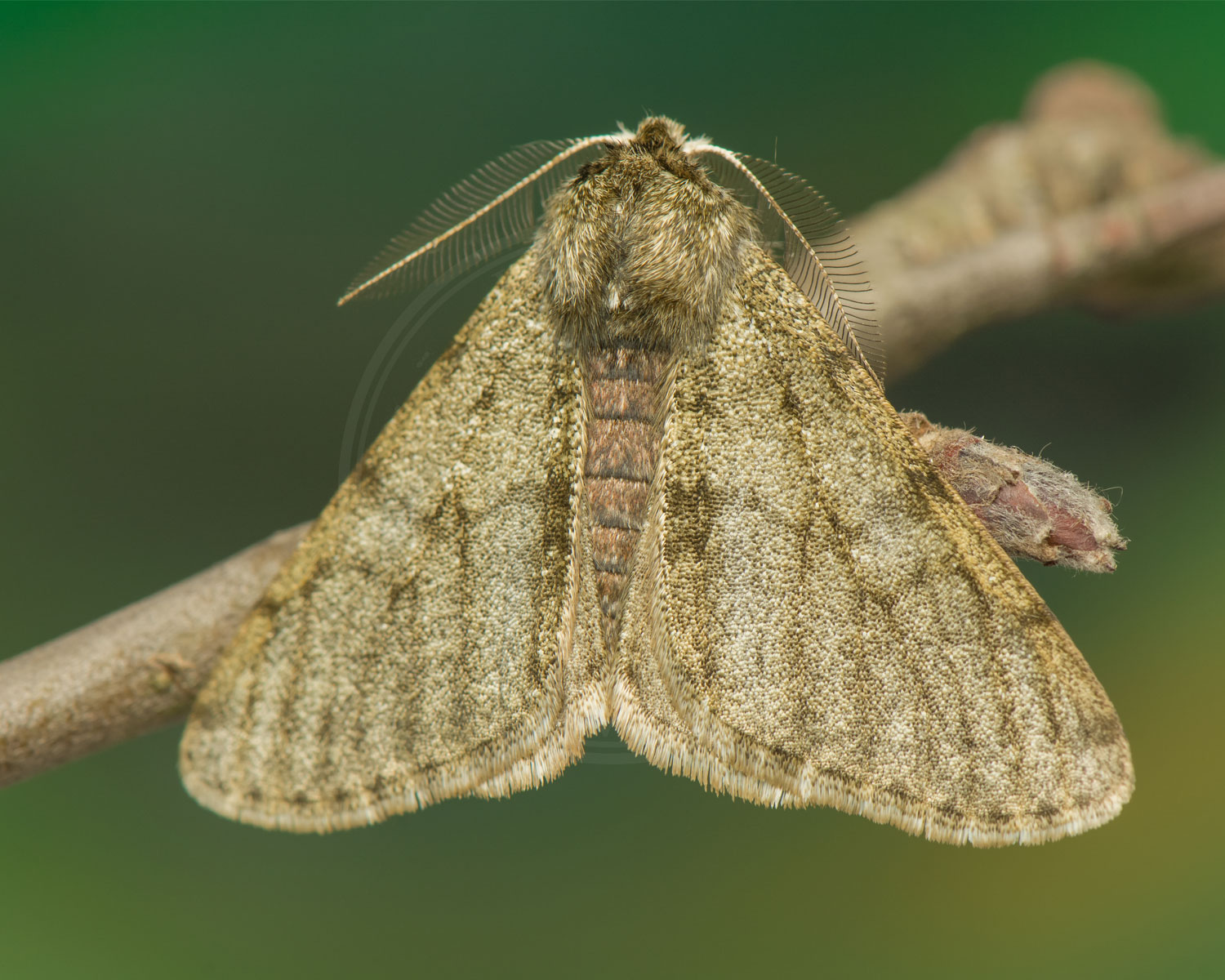 Fjer-Måler sidder på gren uden blade