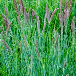 Fløjlsgræs i blomst