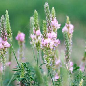 Foder-Esparsette står med blomster stængler der står ret op