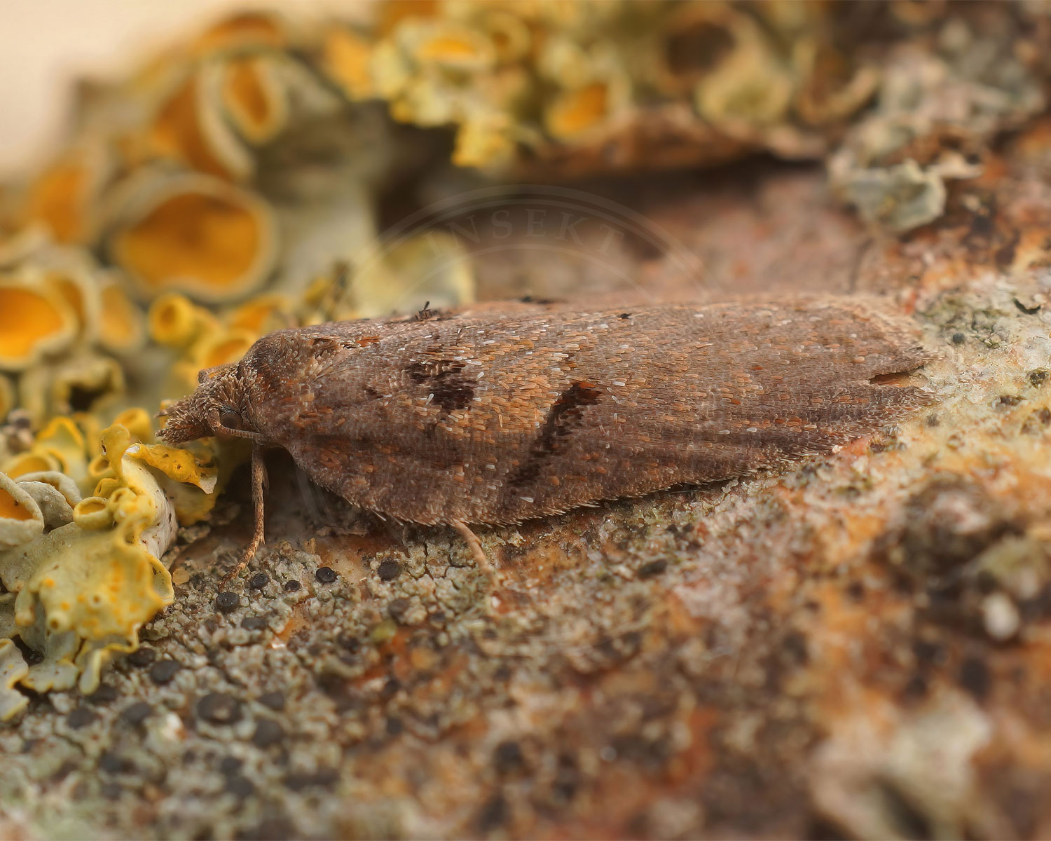Foranderlig Vikler sidder på bark