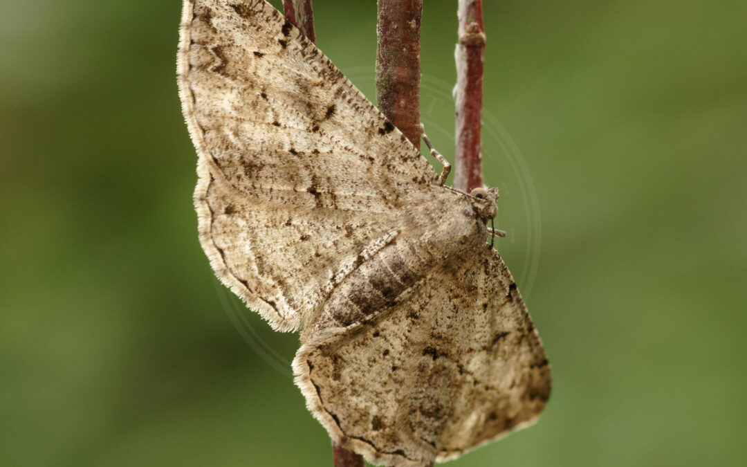 Frugttræ-Barkmåler Peribatodes rhomboidaria