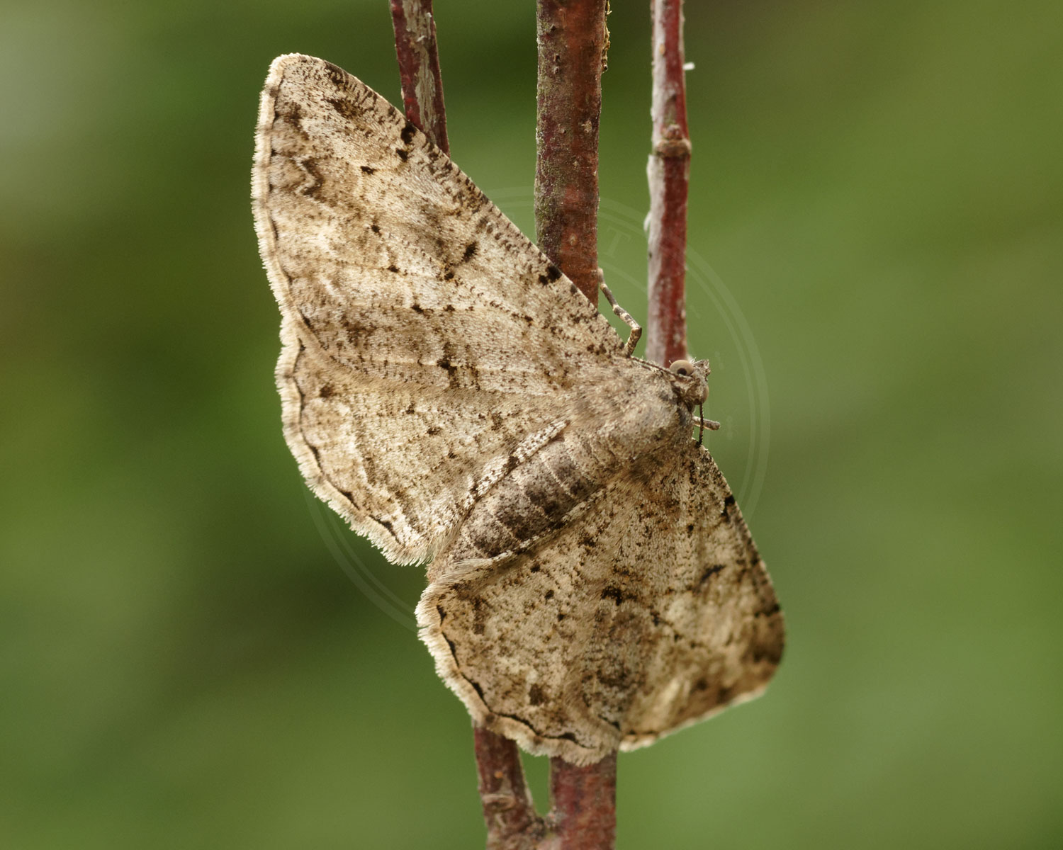 Frugttræ-Barkmåler – Peribatodes rhomboidaria