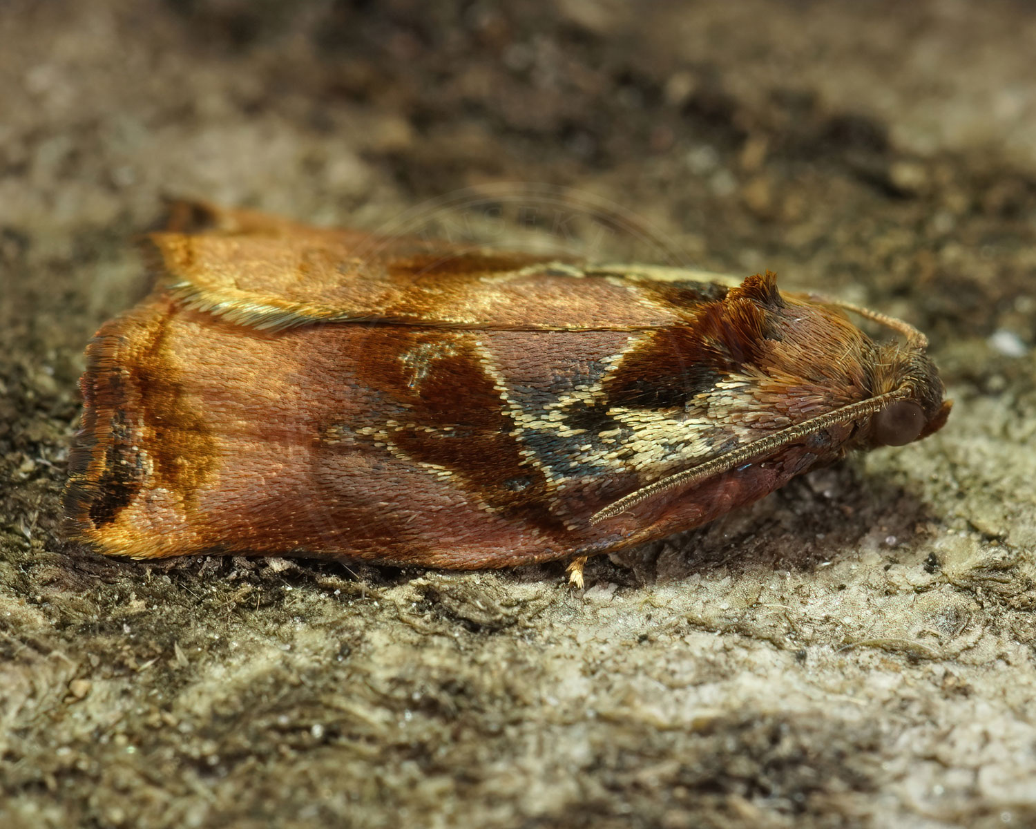 Frugttræsommervikler sidder på bark, med siden til os