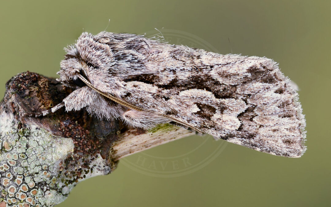 Gedeblad-Ugle Xylocampa areola