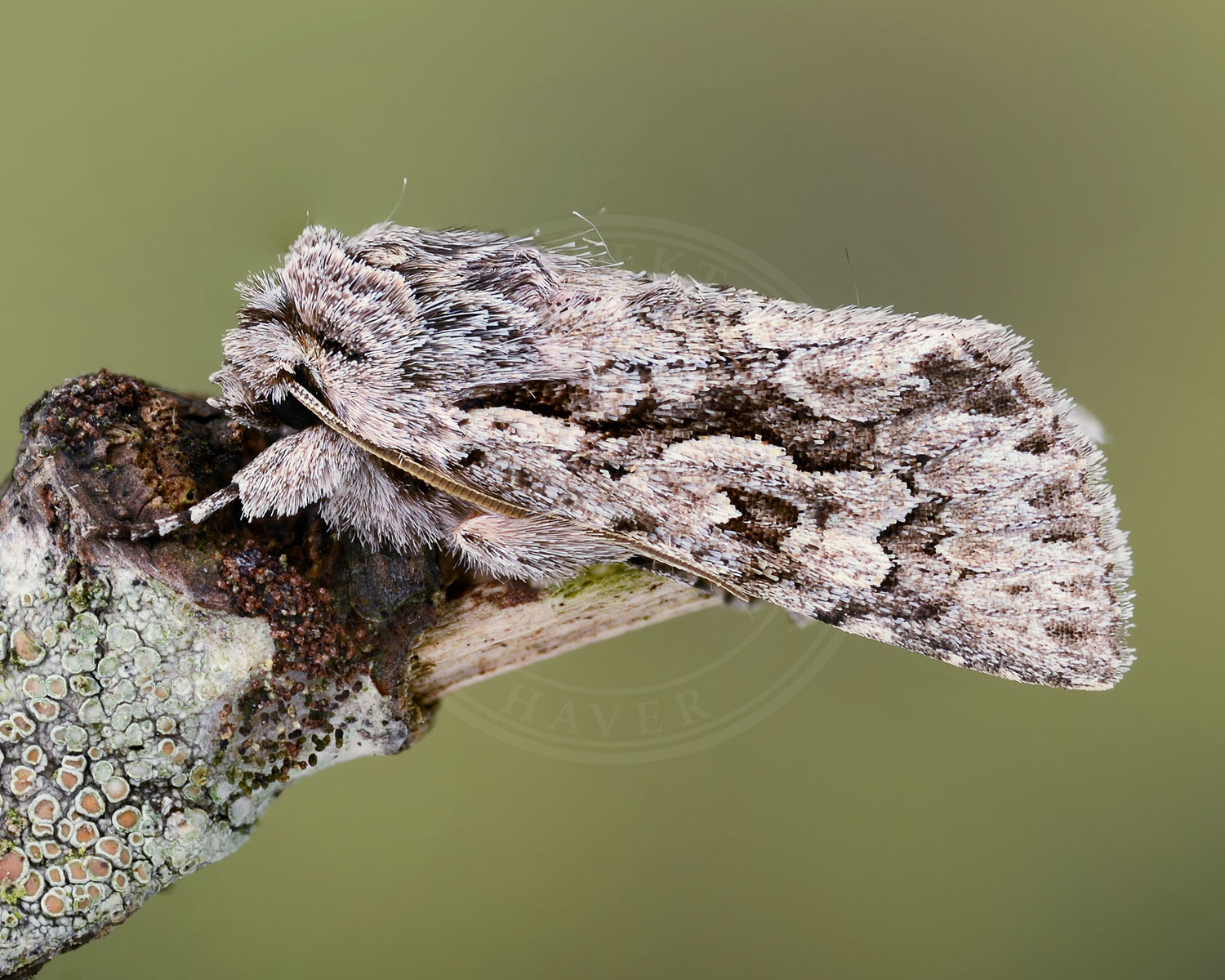 Gedeblad-Ugle sidder på stub