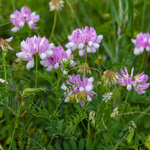 Giftig Kronvikke med de smukke lyserøde og pink blomster
