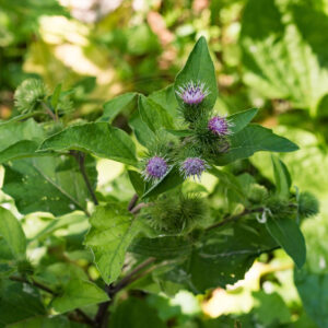 Glat Burre plante med flere blomster