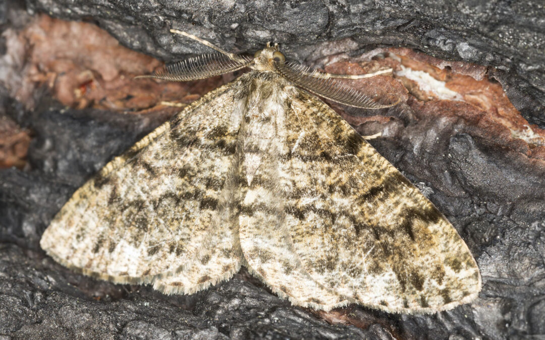 Gran-Barkmåler – Deileptenia ribeata