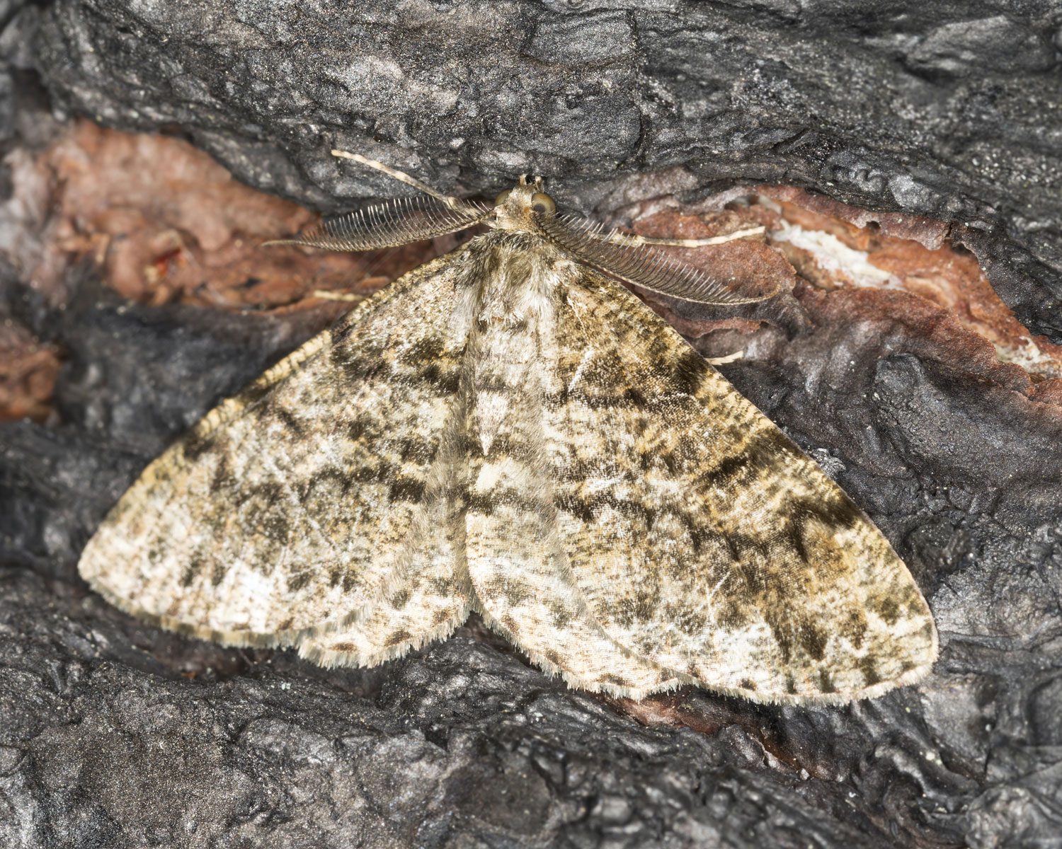 Gran-Barkmåler sidder på træstamme