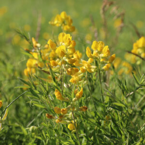 Gul Fladbælg står på en eng