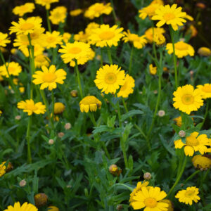 Areal med Gul Okseøje