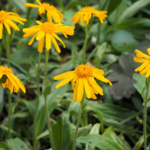Guldblomme en plante med store flotte gul kurveblomster