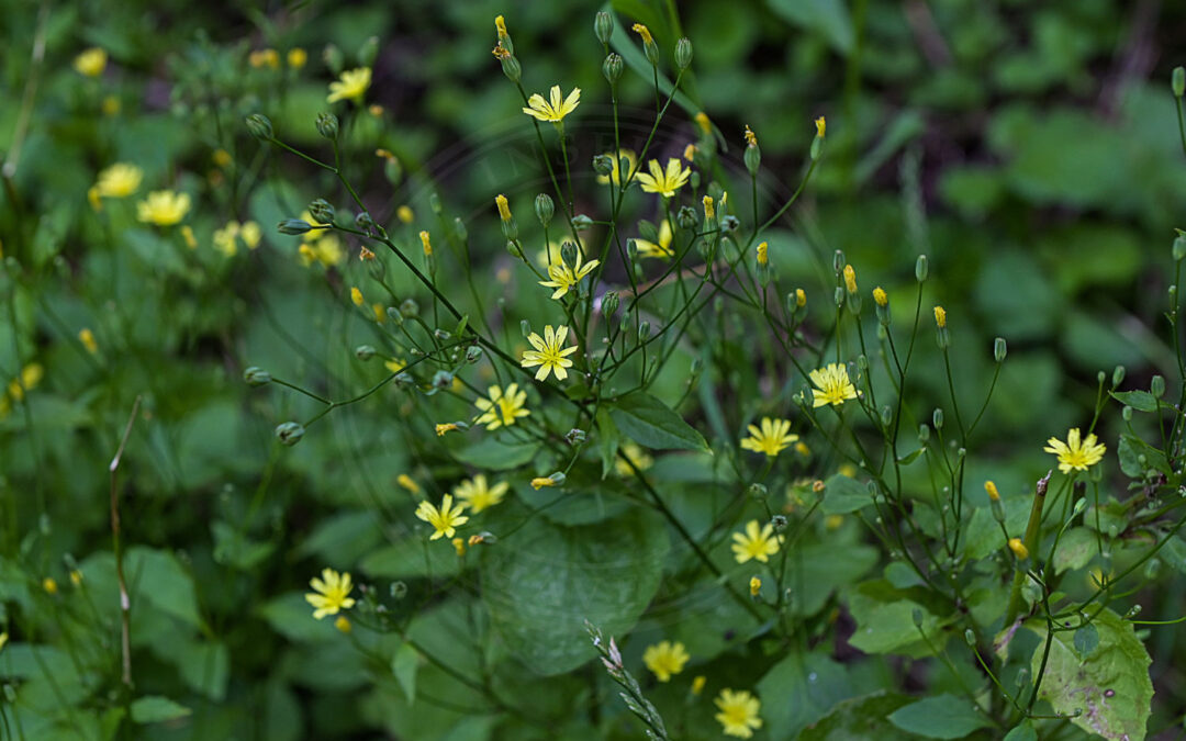 Haremadbladlus – Hyperomyzus lampsanae