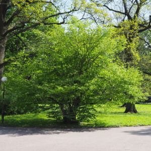 Hassel der nærmest ligner et lille mini træ
