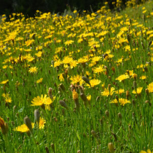 Stor eng med Høst-Borst